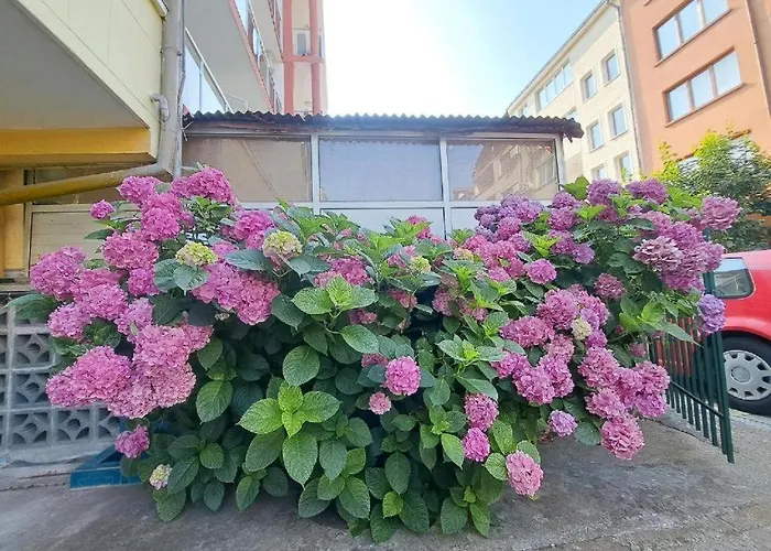 Family Magnolia - Summer Primorsko